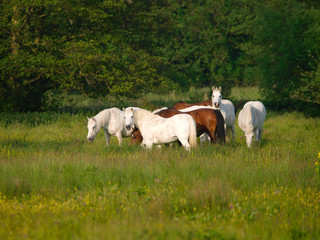 Fototapeta na wymiar Herd Of Horses