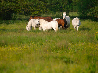 Fototapeta premium Herd Of Horses