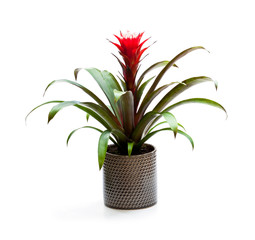 Guzmania  monostachia flower blossom isolated flower in the pot