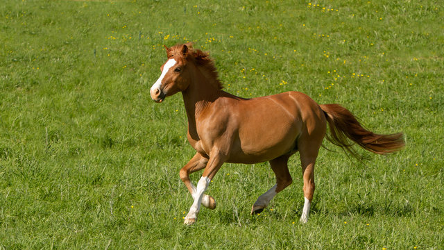 Double pony - double poney