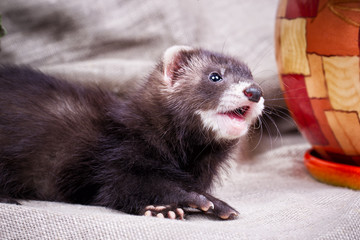 Ferret baby portrait