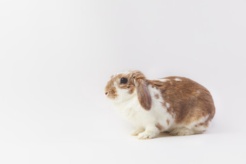 Studio shot of sitting brown and white rabbit