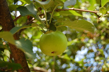 Malus sylvestris, European crab apple