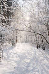 Landscape with the omage of a winter forest