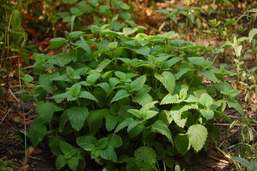 Melissa officinalis