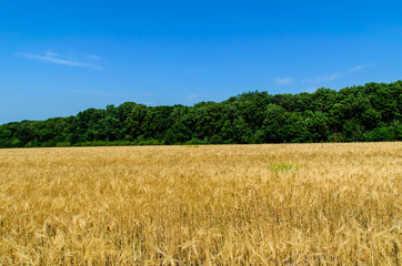 Field of ripe yellow wheat on summer