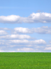 Panorama of a meadow