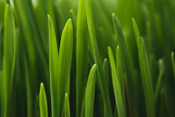 Fototapeta na wymiar Full frame of green grass stems