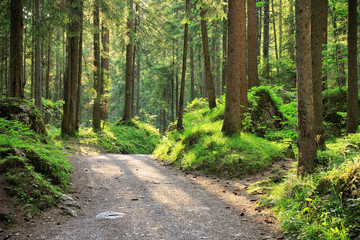 Fototapeta premium Wanderweg durch sonnigen Fichtenwald