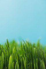 Fototapeta na wymiar Closeup view of green grass stems isolated on blue