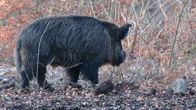 Wildschwein Keiler im Wald, Schwarzwild, Januar, (Sus scrofa)

