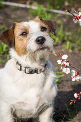 A cute Jack Russell Terrier with pointed ears sits with a loose branch of apricot in the English forest in the spring.