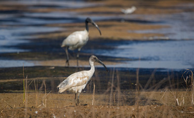 Black-headed Ibis (Threskiornithidae Pelecaniformes)