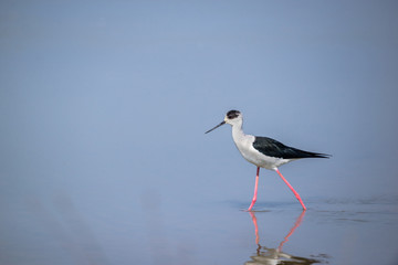 Black-winged stilt (Himantopus himantopus)