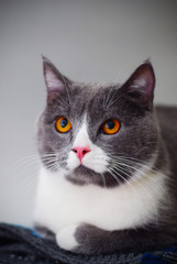 Cute Gray Cat Sitting on Knitted Blanket in bright white room. Selective focus. vertical Image.
