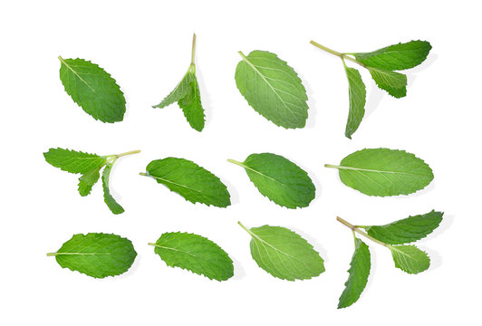fresh mint leaf isolated on white background, flat lay, top view