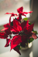 Poinsetta on windowsill