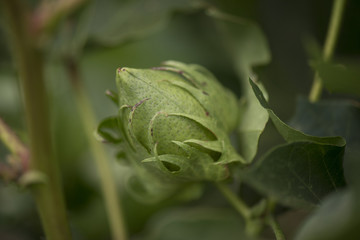 Cotton field in the countryside.