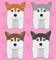 Colored husky on pink background