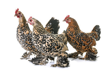 Booted Bantam in studio