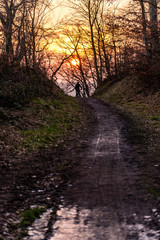 Obraz premium Radfahrer bei Sonnenuntergang auf Waldweg