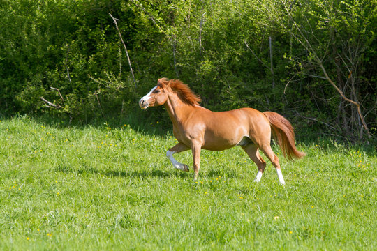 Double poney (double pony) 