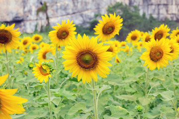 Beautiful Sunflower in the field at Phitsanulok Thailand.