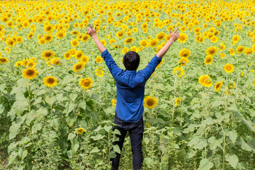 Beautiful Sunflower in the field at Phitsanulok Thailand.