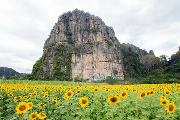 Beautiful Sunflower in the field at Phitsanulok Thailand.