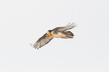 close view isolated adult bearded vulture bird in flight (gypaetus barbatus)