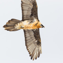 close view adult bearded vulture bird in flight (gypaetus barbatus), spread wings