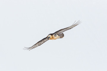 detailed front view adult bearded vulture bird in flight (gypaetus barbatus)