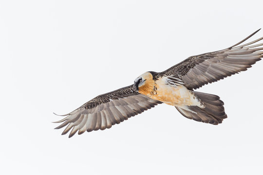 portrait flying adult bearded vulture bird (gypaetus barbatus), open wings