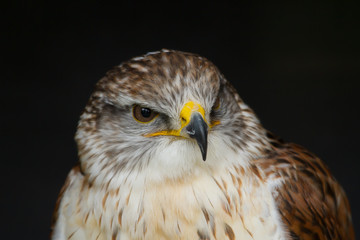 photo portrait of a beautiful Ferruginous Hawk with a black back ground
