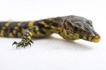 Asian water monitor  on white background