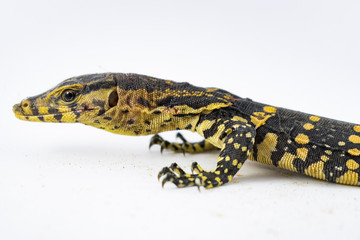 Monitor lizard (Varanus salvator) on a white background