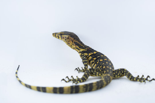 Asian water monitor  on white background