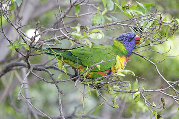 Rainbow lorikeet (trichoglossus moluccanus) perched on a branch of a tree