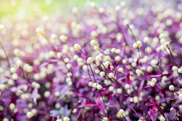 Cosmos flower bloom sweet colorful sunshine in garden