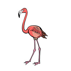 Flamingo. Hand drawing sketch on white background.