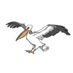 Pelican. Hand drawing sketch on white background.