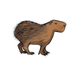 Capybara . Hand drawing sketch on white background.