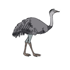 Ostrich Nanda . Hand drawing sketch on white background.
