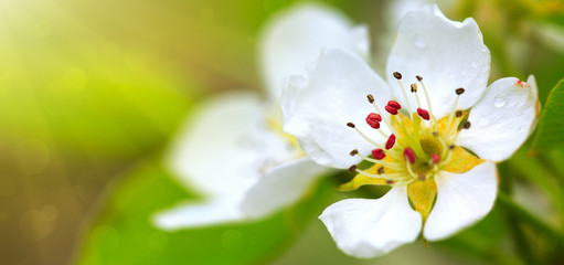 Obraz premium Pear tree blossom in sunlight.