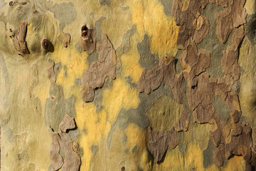 Old tree bark texture
