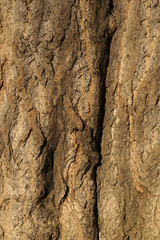 Old tree bark texture