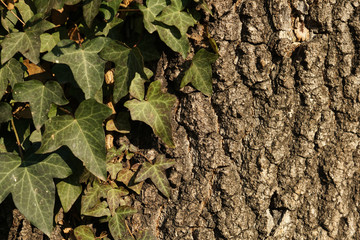 Old tree texture with an ivy leaves