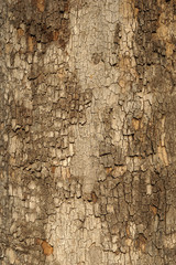 Old tree bark texture