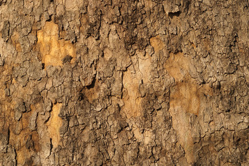 Old tree bark texture