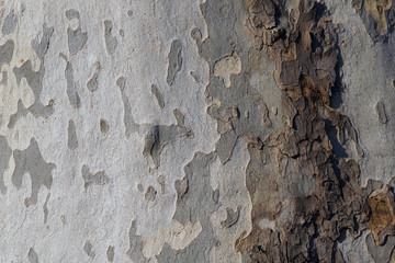 Mottled Sycamore Tree detail